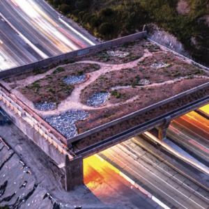 Wildlife bridge muscles ahead despite recent criticism